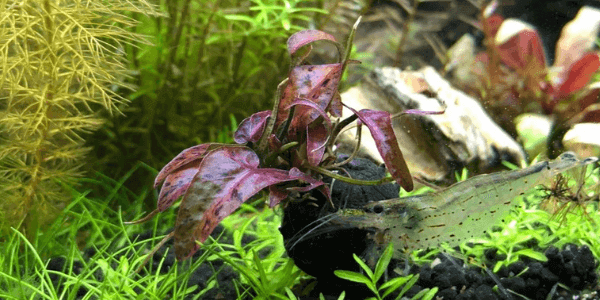 ニムファルブラの育て方 光量 Co2 低床 増やし方 アクアリウムを楽しもう