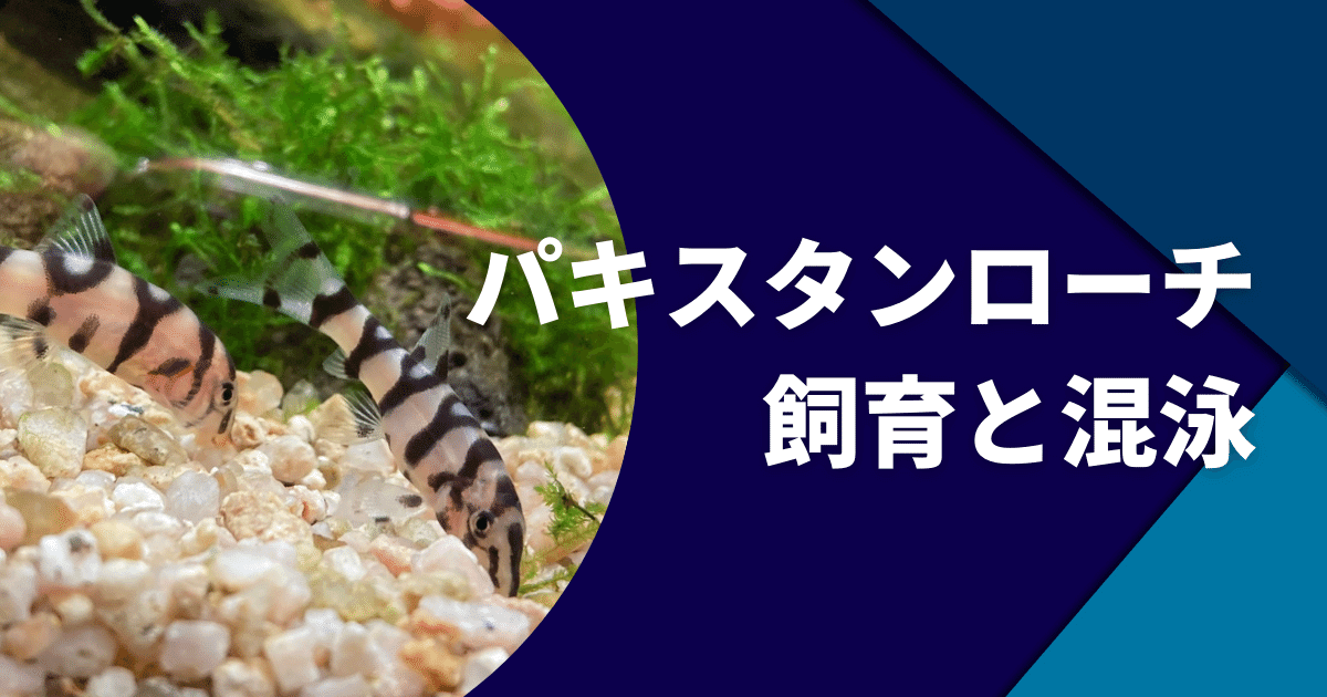 パキスタンローチの混泳や暴れる対処法 病気 餌など飼育について アクアリウムを楽しもう