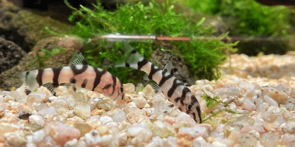 パキスタンローチの混泳や暴れる対処法 病気 餌など飼育について アクアリウムを楽しもう