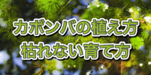 金魚水槽におすすめの水草9選 初心者かつco2無しでも育つ水草の種類を紹介 アクアリウムを楽しもう
