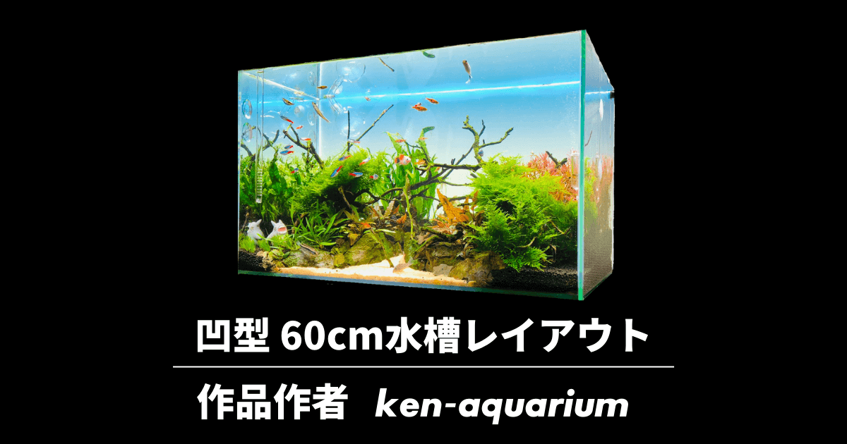 凹構図の60cm水槽レイアウトの作り方と管理方法【ken@aquarium作】