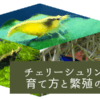 チェリーシュリンプの繁殖と色掛け合わせ