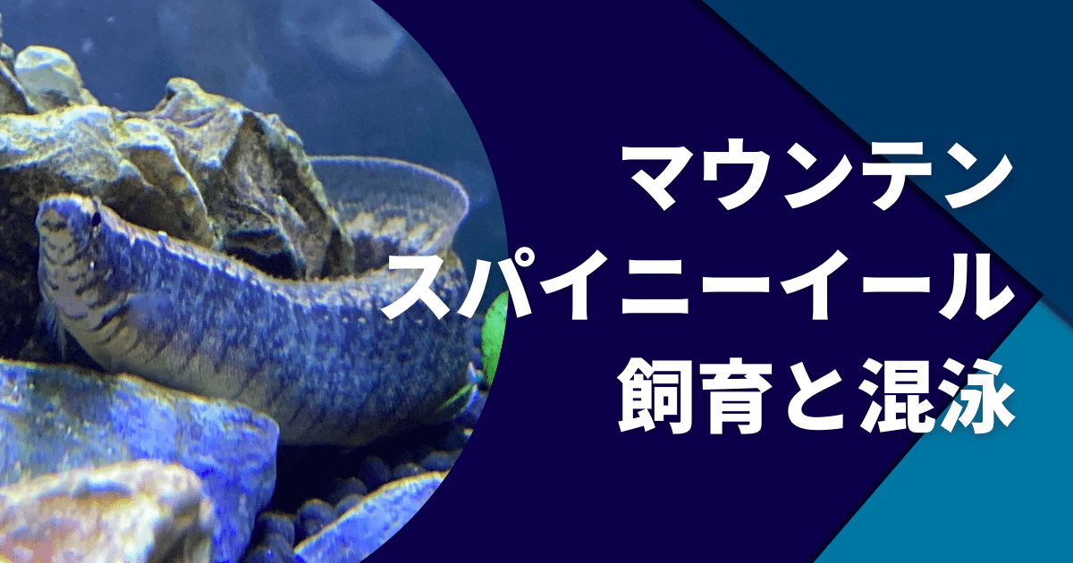 マウンテンスパイニーイールの育て方｜水槽サイズ・混泳・餌などについて | アクアリウムを楽しもう