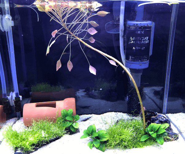 マウンテンスパイニーイールの育て方 水槽サイズ 混泳 餌などについて アクアリウムを楽しもう