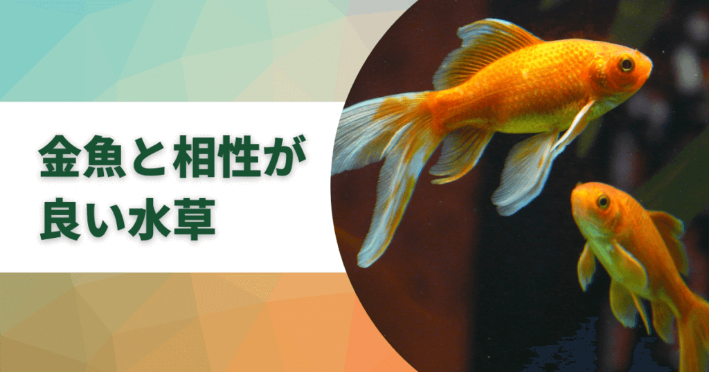 金魚にあう水草の種類一覧