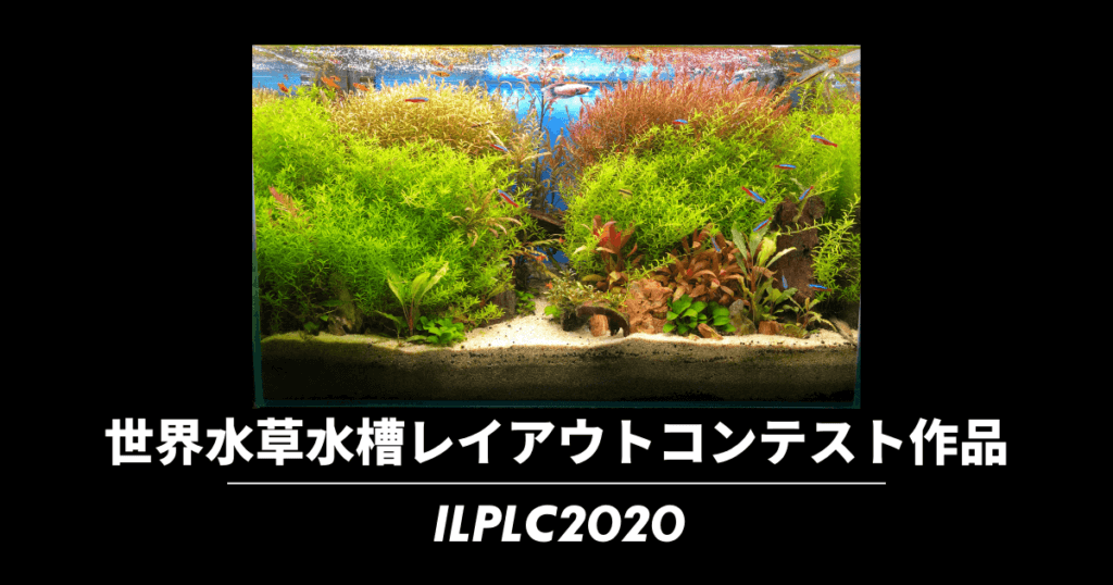 水草 ３０ｃｍレイアウト用水草セット 美彩