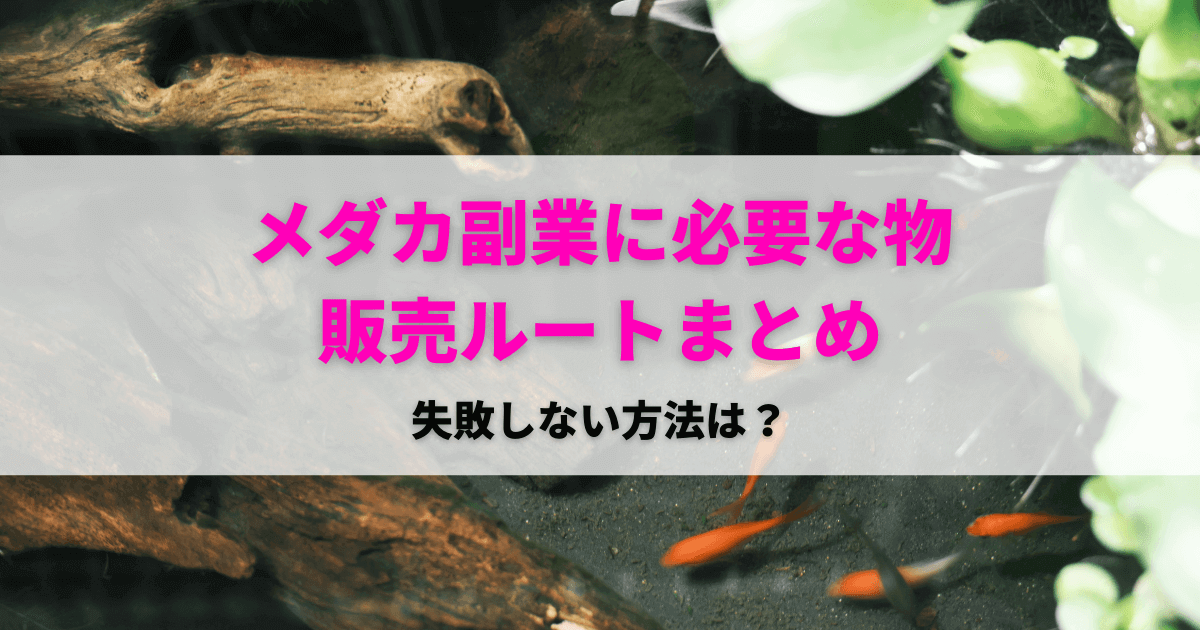 メダカ副業は稼げない 失敗しない売れるルート 品種 必要な道具一覧 アクアリウムを楽しもう