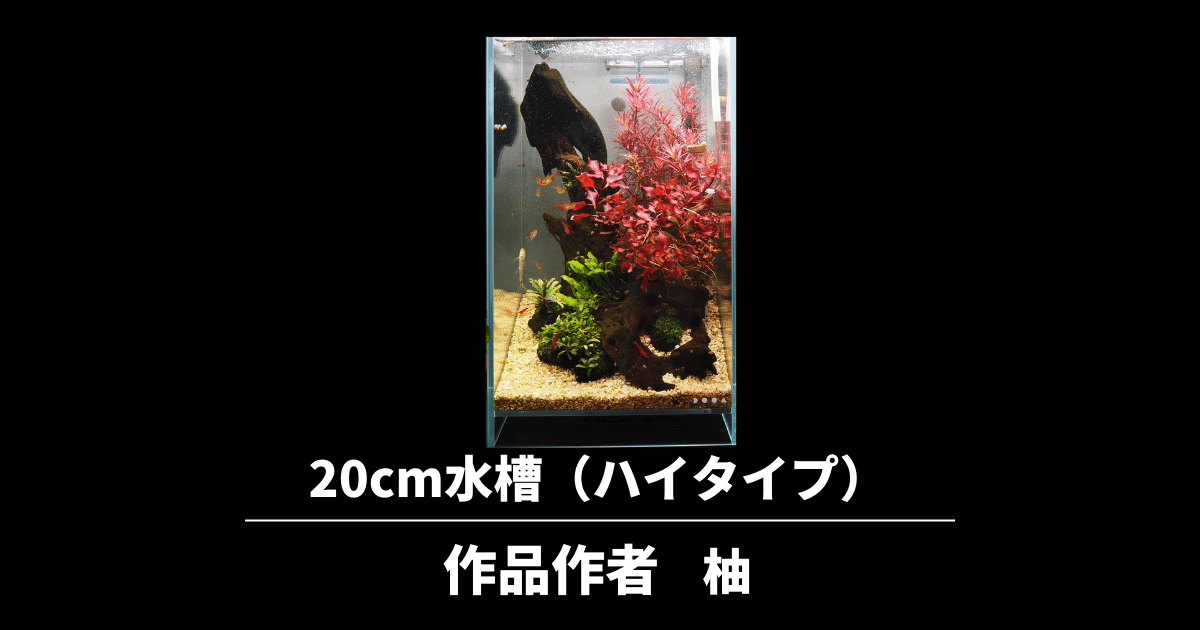 cm水槽ハイタイプのレイアウト立ち上げと管理を紹介 柚作 アクアリウムを楽しもう