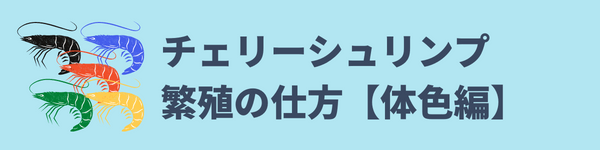 チェリーシュリンプ種類と繁殖 色の関係 飼育のコツや死ぬ原因も紹介 アクアリウムを楽しもう