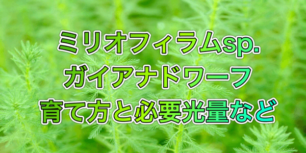 ミリオフィラム Sp ガイアナドワーフの溶ける原因と対策 水槽レイアウトも紹介 アクアリウムを楽しもう