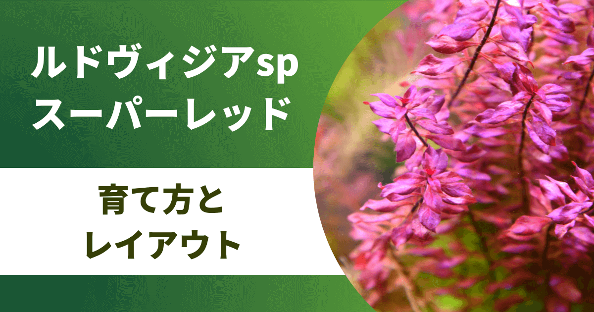 ルドヴィジア・スーパーレッド(Ludwigia'Super Red') 水上葉10本 ルドウィジア スーパーレッドボンサイ 2025