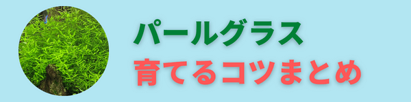 初心者でもパールグラスを枯らさない育て方やトリミングの仕方 アクアリウムを楽しもう