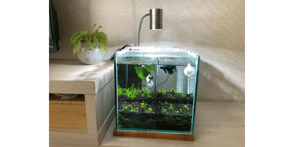 水草と植物を育てる CLEAR LEDリーフグロー PxCaVwBK5V, 熱帯魚、アクアリウム用品 - centralcampo.com.br