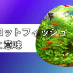 パイロットフィッシュおすすめ