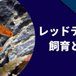 ファイヤーテトラの育て方