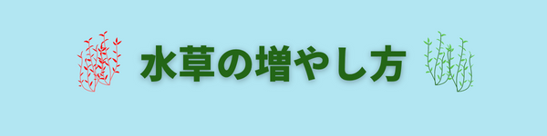 アヌビアスナナプチの活着方法と水温と株分けポイント アクアリウムを楽しもう