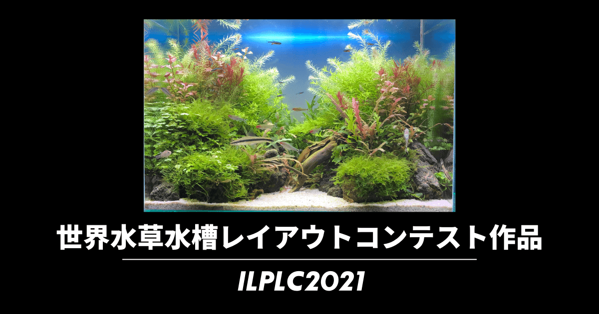 世界水草レイアウトコンテスト45cm水槽レイアウト完成までの道のり