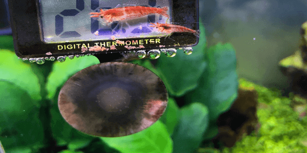 マーケティング デジタル水温計3個 アクアリウム 金魚 メダカ 熱帯魚