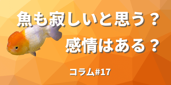 魚も寂しさを感じるのか 飼育経験で見る魚の姿 アクアリウムを楽しもう