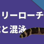 クーリーローチーの飼育と混泳