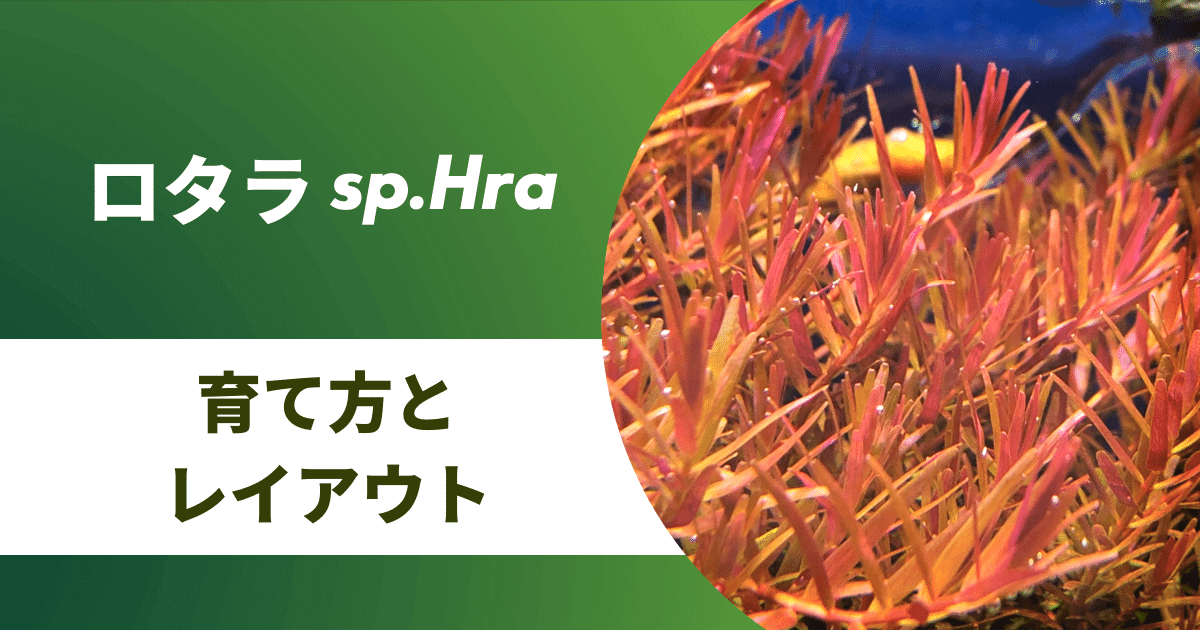 ロタラsphra ハラ を赤く育てる必要な光量とレイアウトを紹介 アクアリウムを楽しもう