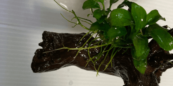 アヌビアスナナプチの活着方法と水温と株分けポイント アクアリウムを楽しもう