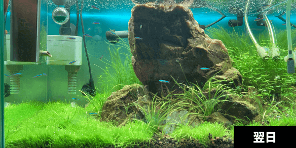 水草水槽に使える白点病治療薬アグテンの使い方 1lあたりの計算も紹介 アクアリウムを楽しもう