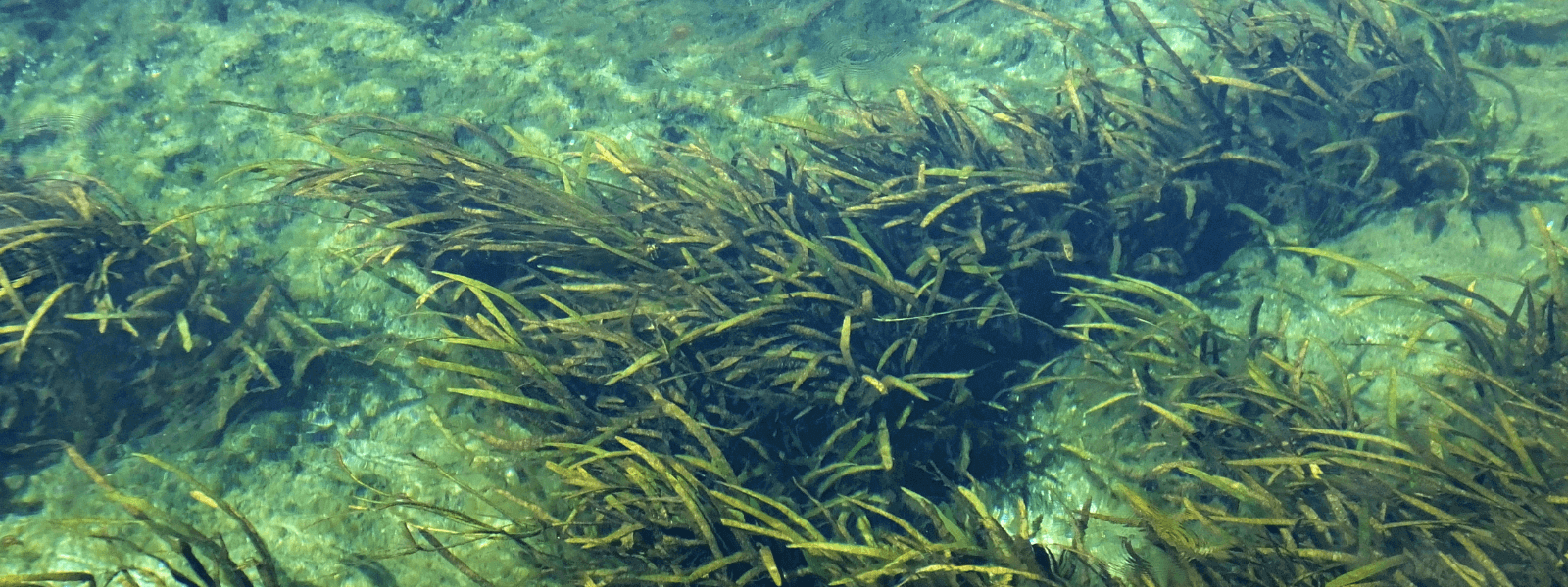 水草一覧 アクアリウムを楽しもう