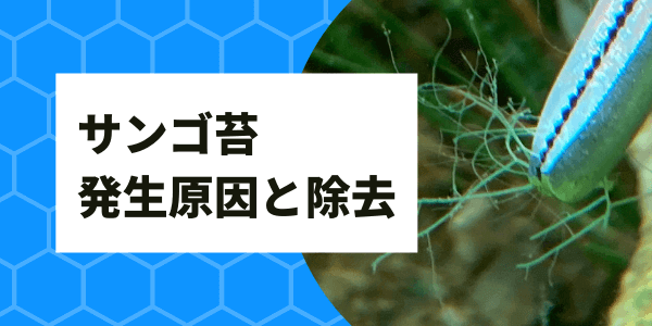 サンゴ苔 カワモズク の発生原因と対策 除去の仕方を考える アクアリウムを楽しもう