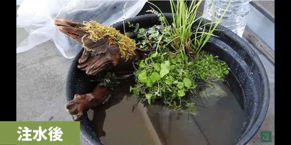 睡蓮鉢でのビオトープの作り方 必要なものや手順を紹介 初心者も簡単 アクアリウムを楽しもう