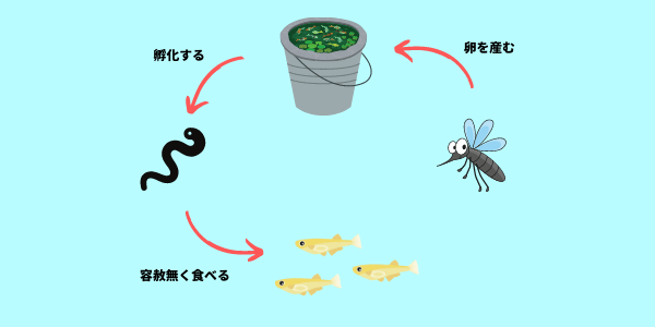蚊の繁殖対策
