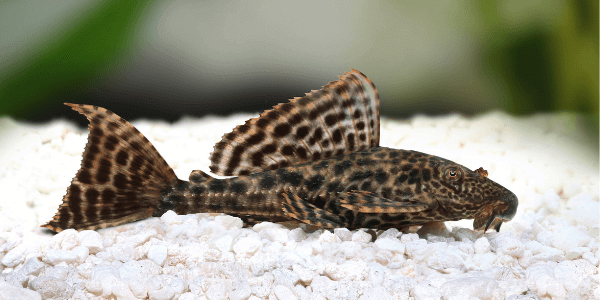 水槽のおすすめコケ取り生体10選 小型魚 中型魚 大型魚 エビ混泳okを紹介 アクアリウムを楽しもう