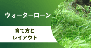 初心者におすすめの育てやすい水草選 アクアリウムを楽しもう