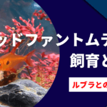 レッドファントムテトラの育て方