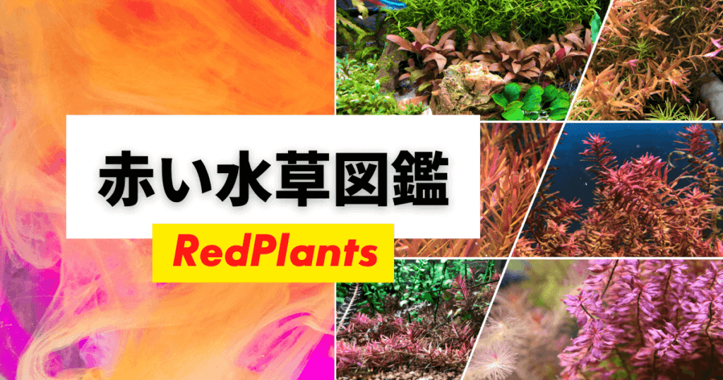 赤い水草15種を紹介！