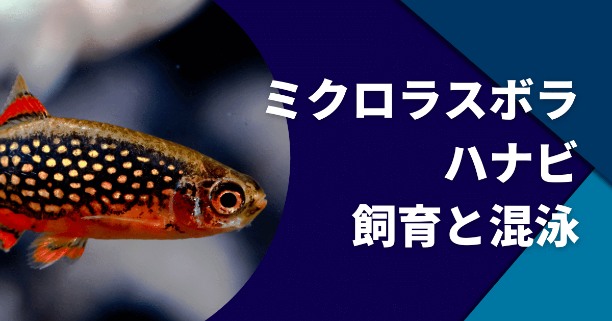 ミクロラスボラ ハナビの飼育と混泳 適正水槽サイズと餌について アクアリウムを楽しもう