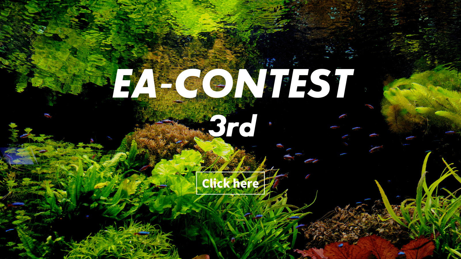 水草水槽や熱帯魚飼育がもっと楽しくなる情報メディア アクアリウムを楽しもう
