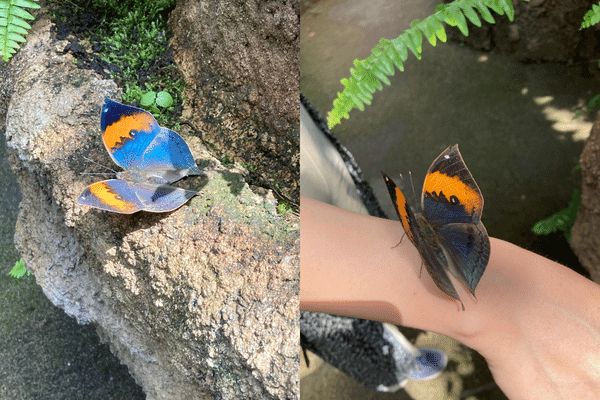 足立区生物園：蝶の放し飼い