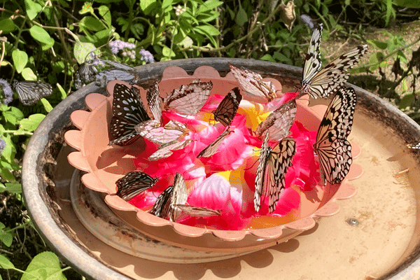 足立区生物園：蝶の放し飼い