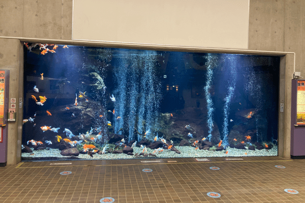 足立区生物園の金魚水槽