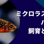 ミクロラスボラハナビ
