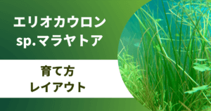ショートヘアーグラスの植え方や失敗しない育て方 トリミングの仕方も紹介 アクアリウムを楽しもう