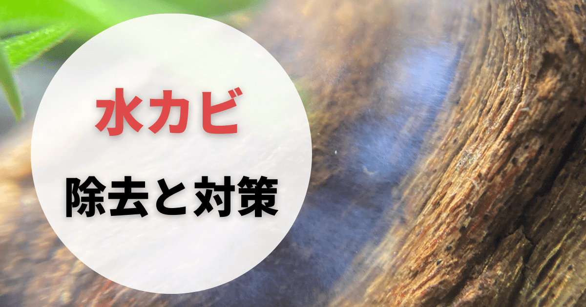 水槽マットのおすすめ商品と100均で買える代用品を解説 – アクアリウムを楽しもう