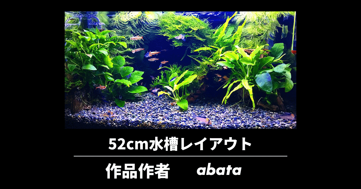 52cm水槽レイアウトの立ち上げ例 サイズに合うライトは アクアリウムを楽しもう 52cm水槽レイアウトの立ち上げ例 サイズに合うライトは アクアリウムを楽しもう