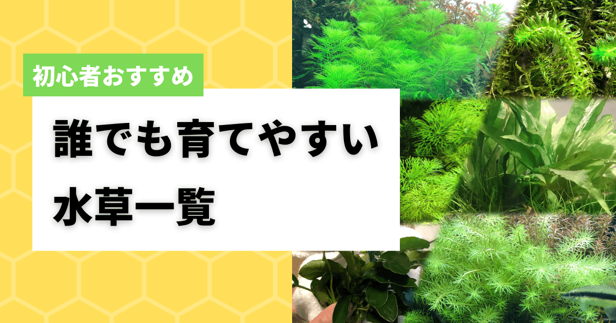 水草水槽初心者がセットで買うべき育てやすい水草11選 アクアリウムを楽しもう