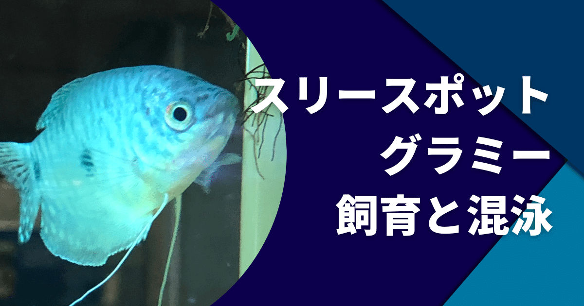 スリースポットグラミーの飼育 寿命 繁殖 混泳 病気について アクアリウムを楽しもう