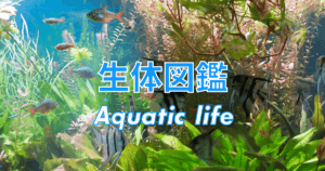 プリステラ 熱帯魚 の混泳と寿命 水流 繁殖などの飼育方法 アクアリウムを楽しもう