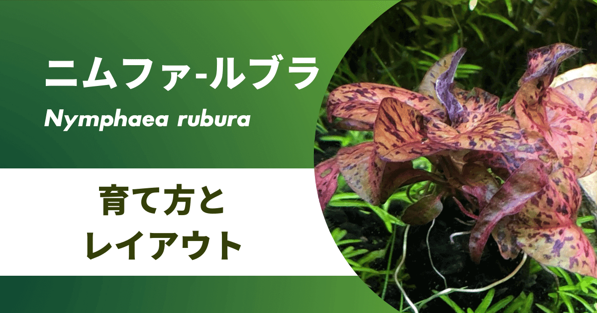 ニムファルブラの育て方 光量 Co2 低床 増やし方 アクアリウムを楽しもう