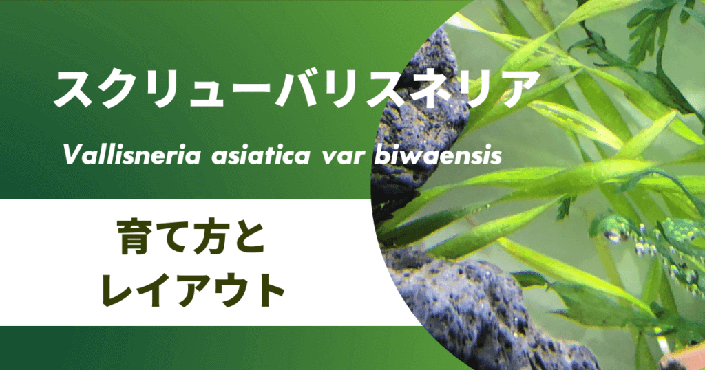 スクリューバリスネリアの必要光量やco2は？溶ける原因と対策やトリミングの仕方も紹介 | アクアリウムを楽しもう