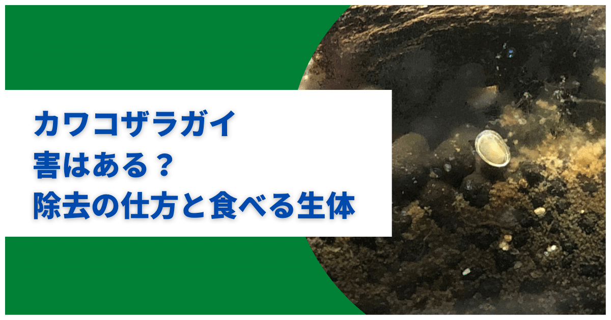 カワコザラガイは 水草その前に で駆除可能 駆除対策と食べる生態まとめ アクアリウムを楽しもう